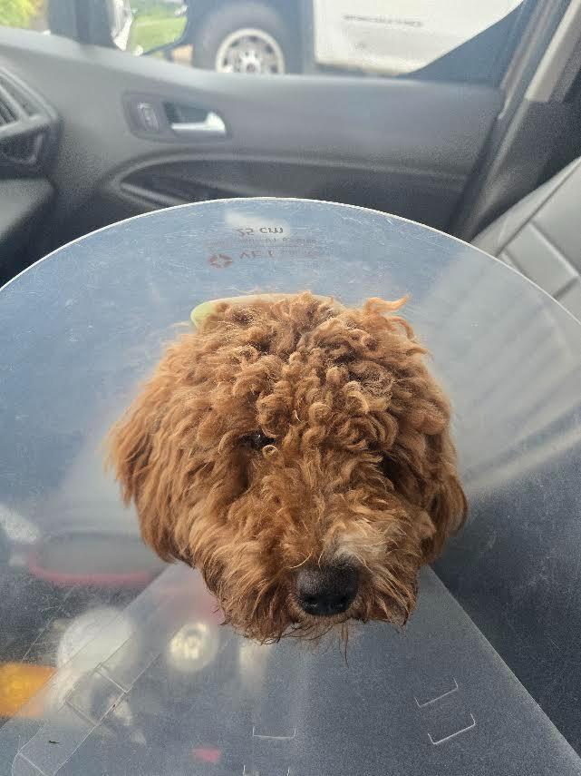 Enlarge Skye, a Adoptable Poodle in Glenfield, NY image 2/5