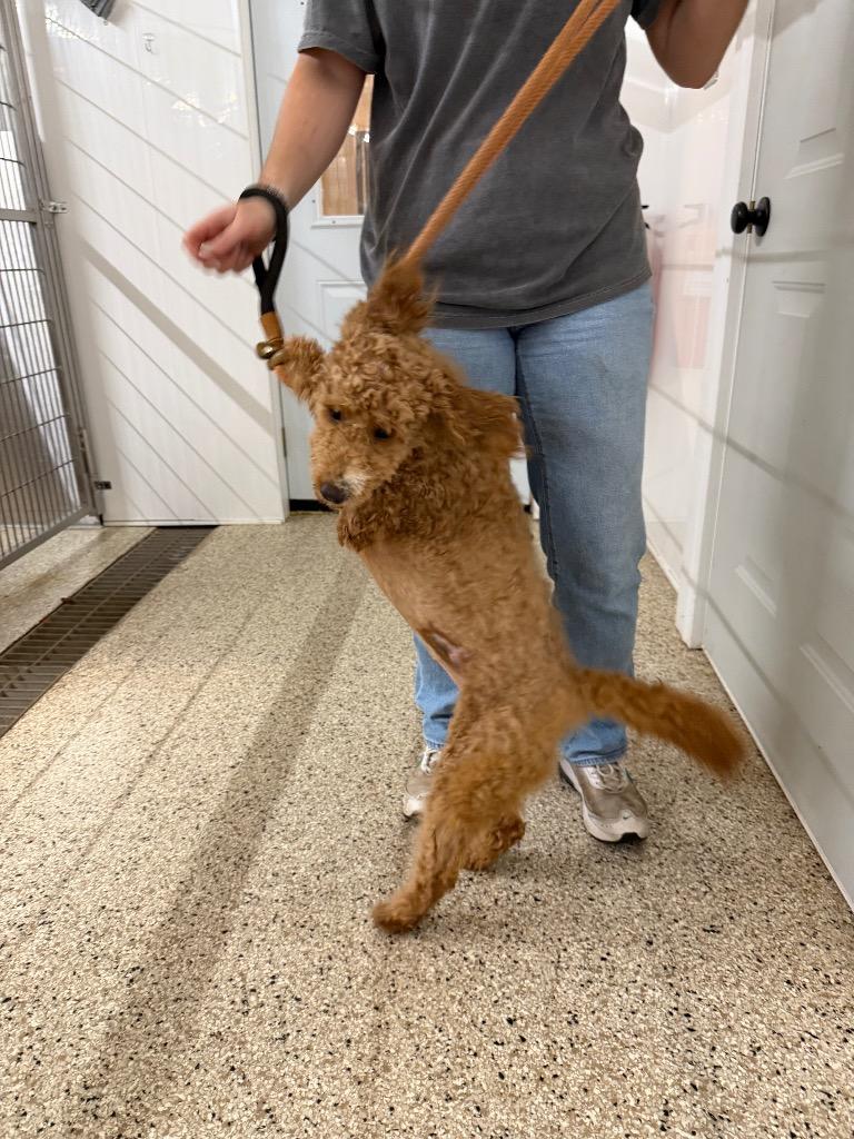 Enlarge Skye, a Adoptable Poodle in Glenfield, NY image 3/5