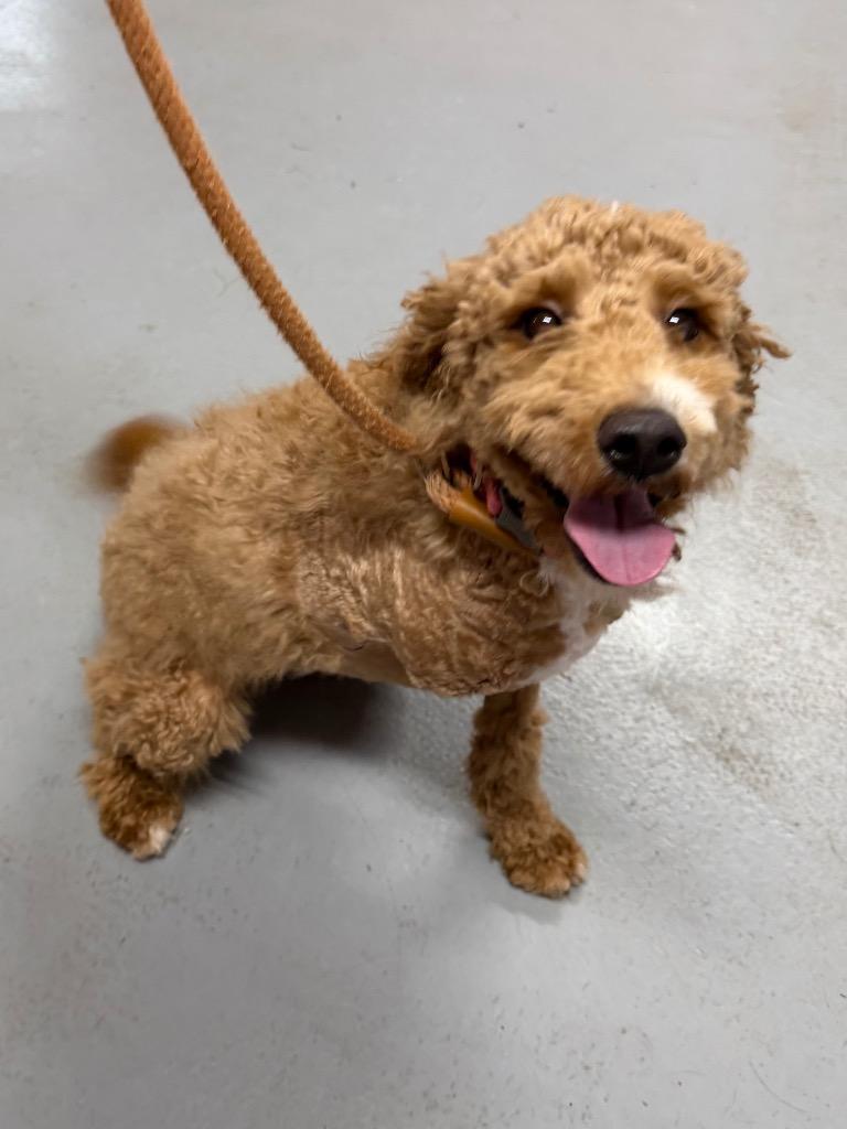 Enlarge Skye, a Adoptable Poodle in Glenfield, NY image 4/5