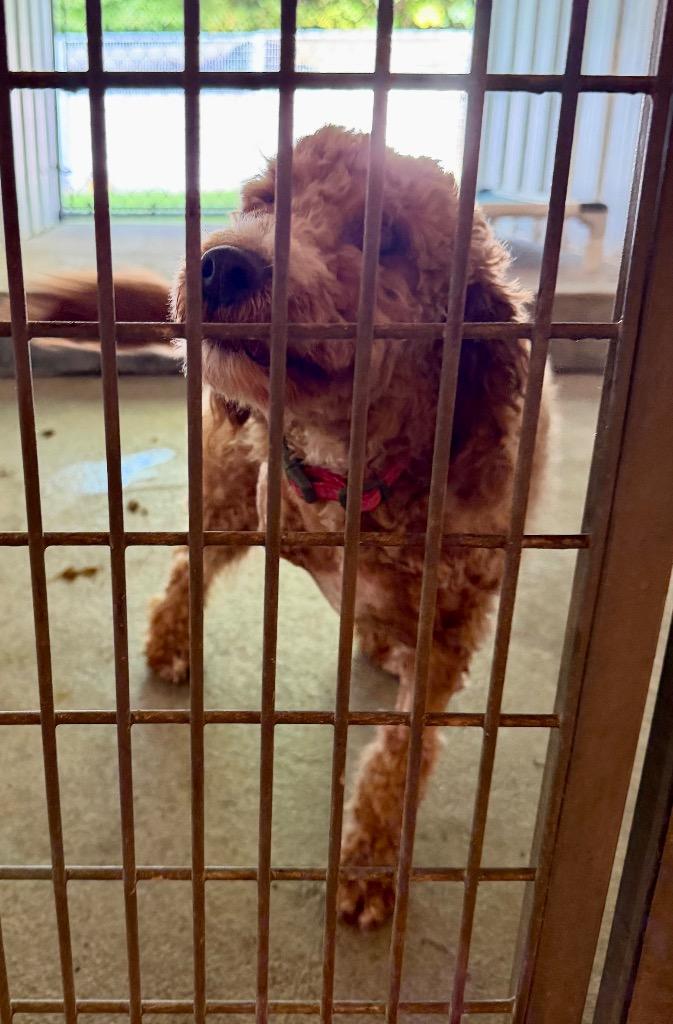 Enlarge Skye, a Adoptable Poodle in Glenfield, NY image 5/5