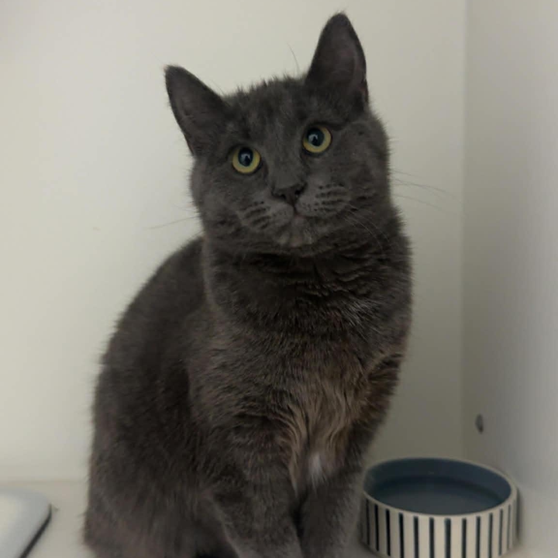 Enlarge Dart, a ADOPTABLE Domestic Medium Hair in Danbury, CT image 1/4