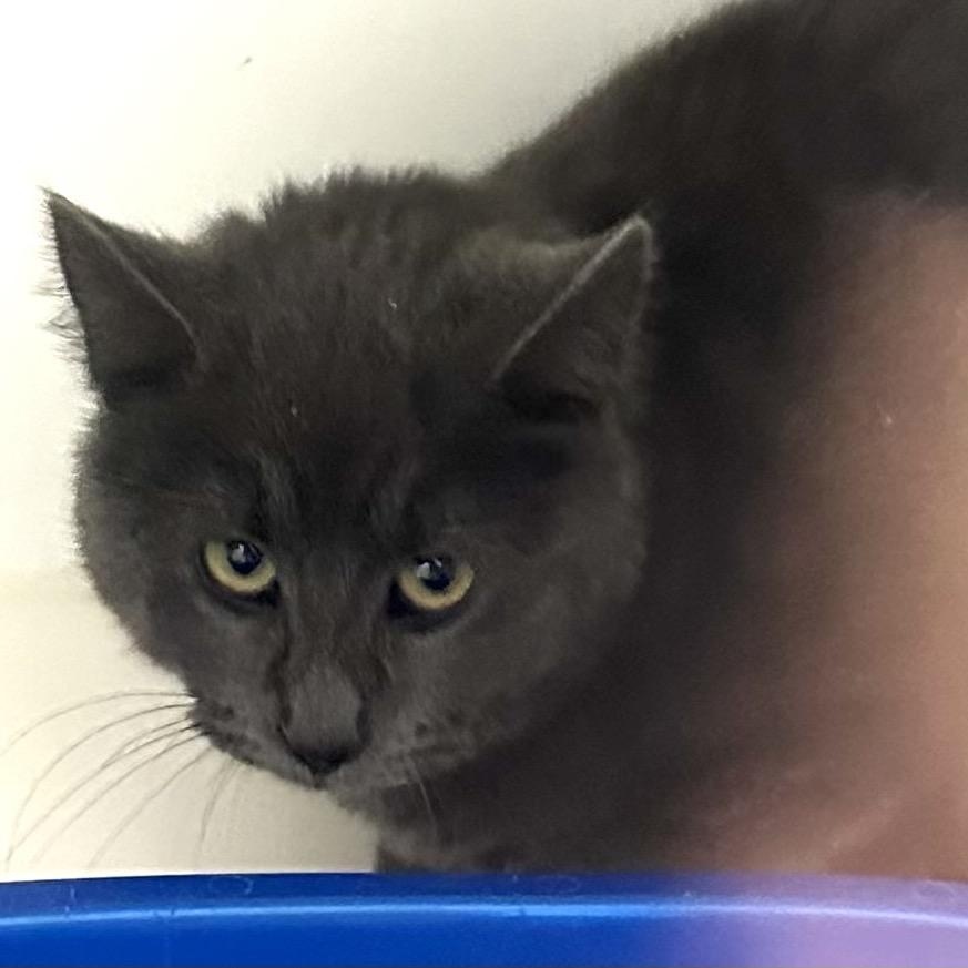 Enlarge Dart, a ADOPTABLE Domestic Medium Hair in Danbury, CT image 3/4