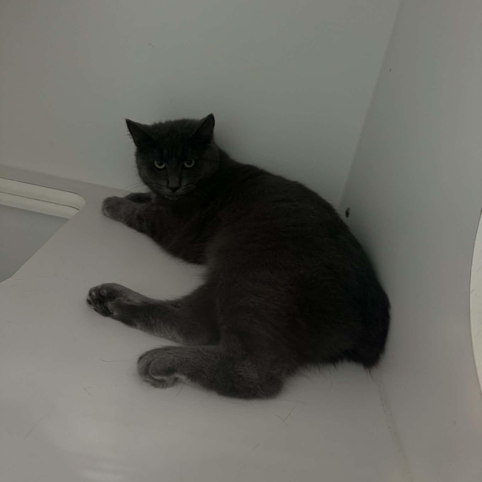 Enlarge Dart, a ADOPTABLE Domestic Medium Hair in Danbury, CT image 4/4