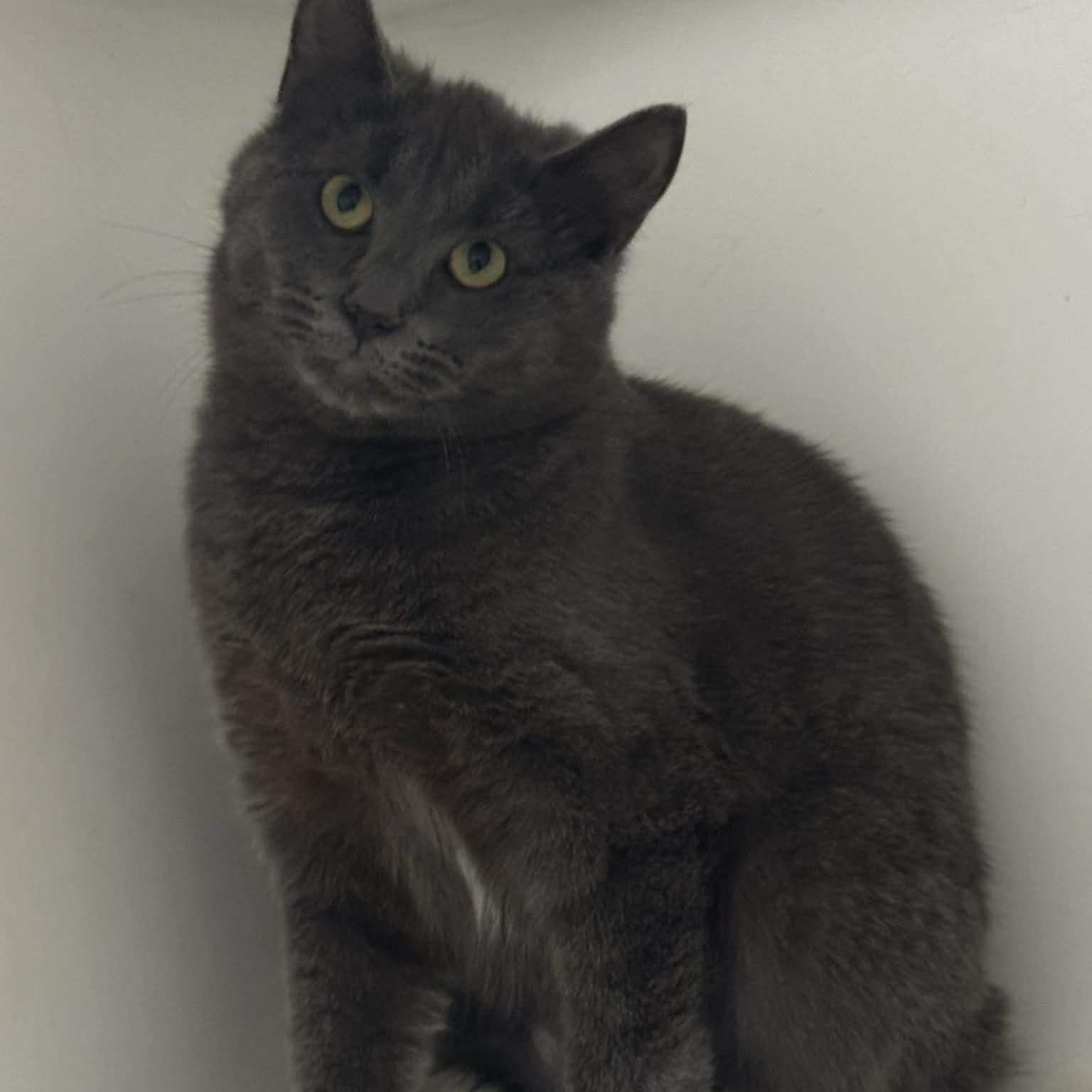 Enlarge Dart, a ADOPTABLE Domestic Medium Hair in Danbury, CT image 2/4