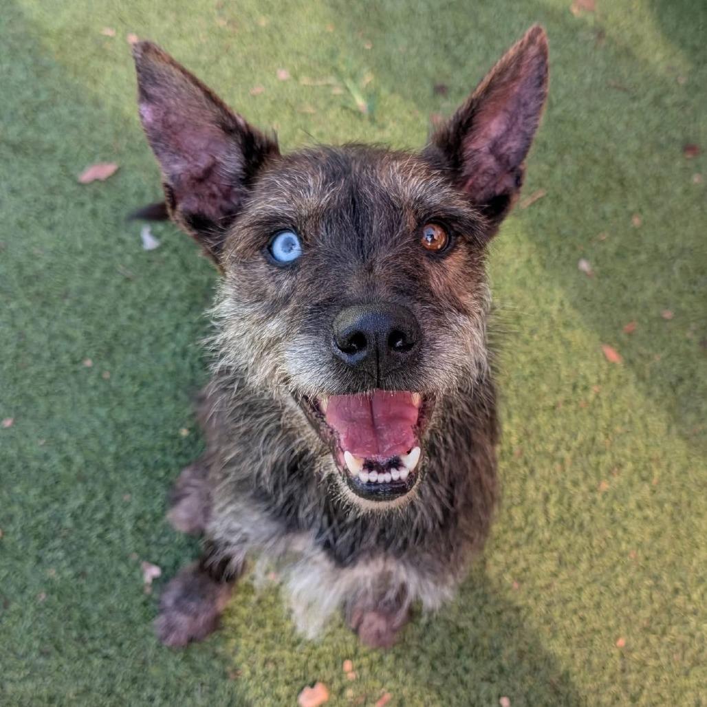 Marlin, Adoptable, Adult Male Terrier & Mixed Breed.