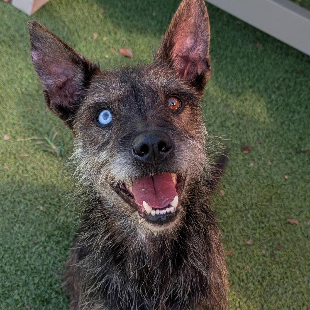 Marlin, a Adoptable mixed breed in Gainesville, GA image 2/2