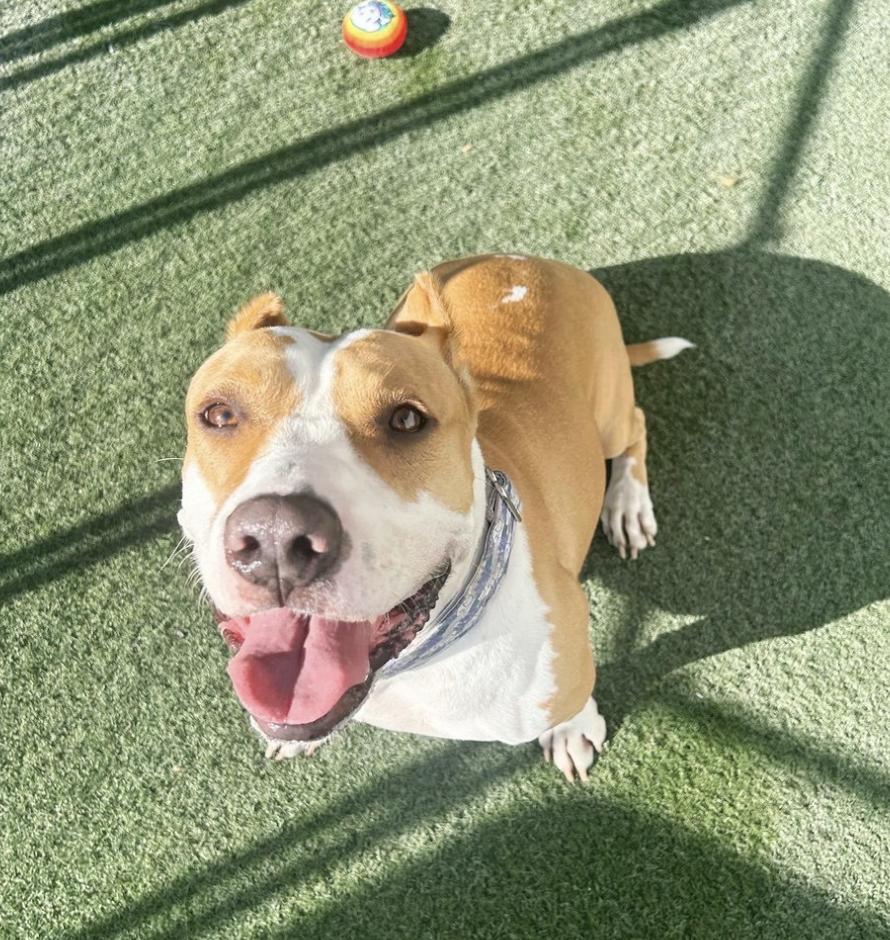 Flower, Adoptable, Adult Female Pit Bull Terrier.