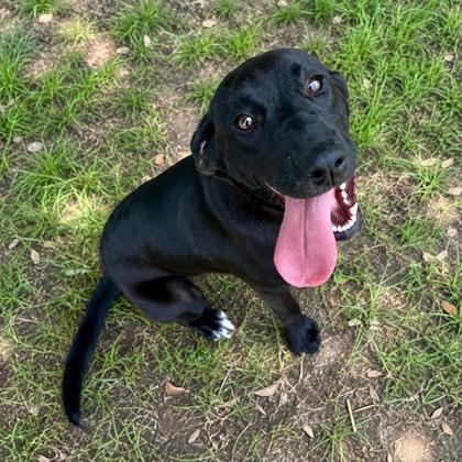 Ricochet, adopted, Young Female Labrador Retriever & Border Collie.
