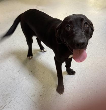 Enlarge Ricochet, an adopted mixed breed in Inverness, FL image 2/3