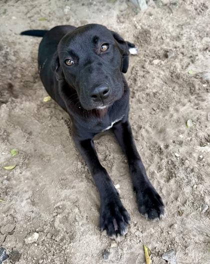 Enlarge Ricochet, an adopted mixed breed in Inverness, FL image 3/3