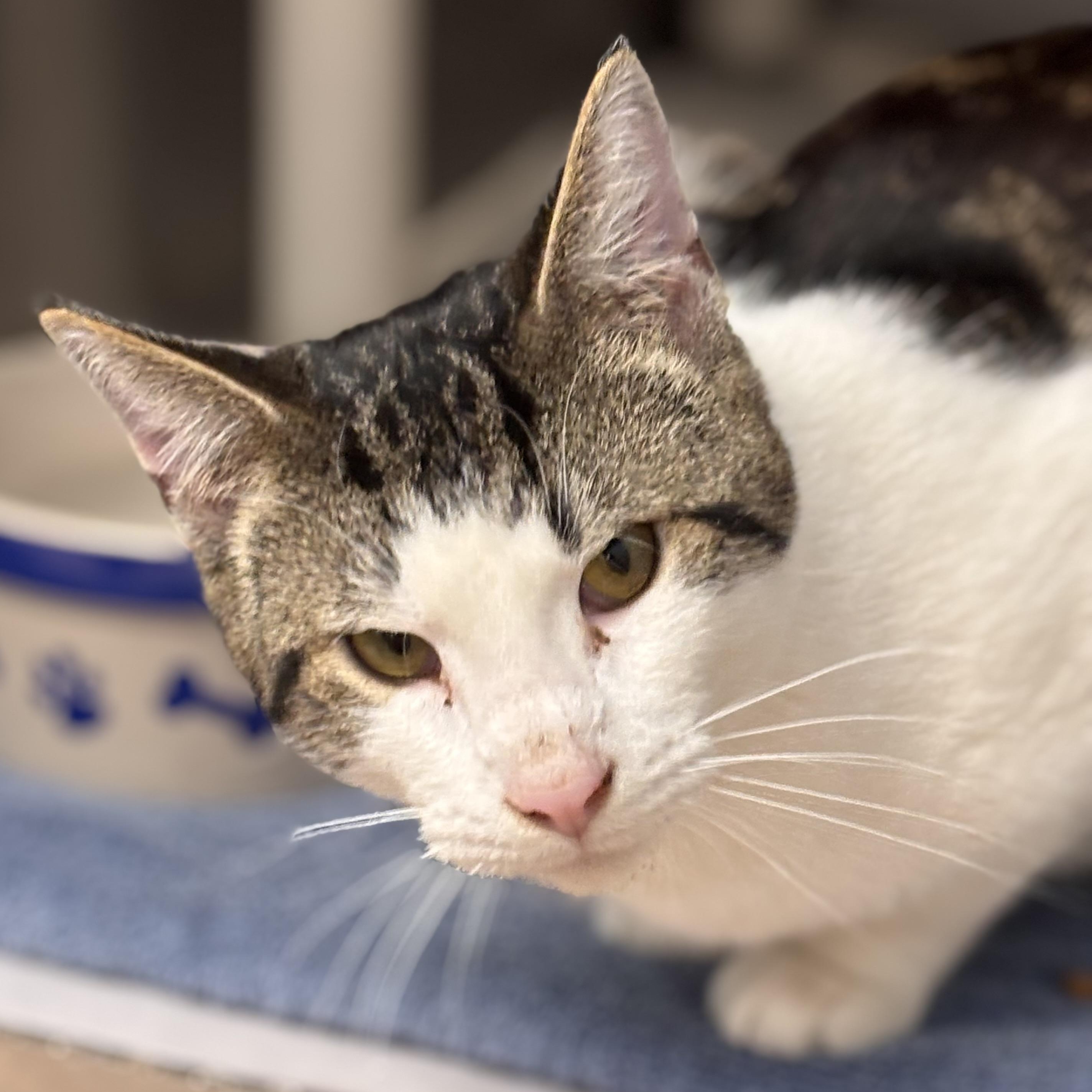 Dragonite, adopted, Adult Male Domestic Short Hair & Tiger.