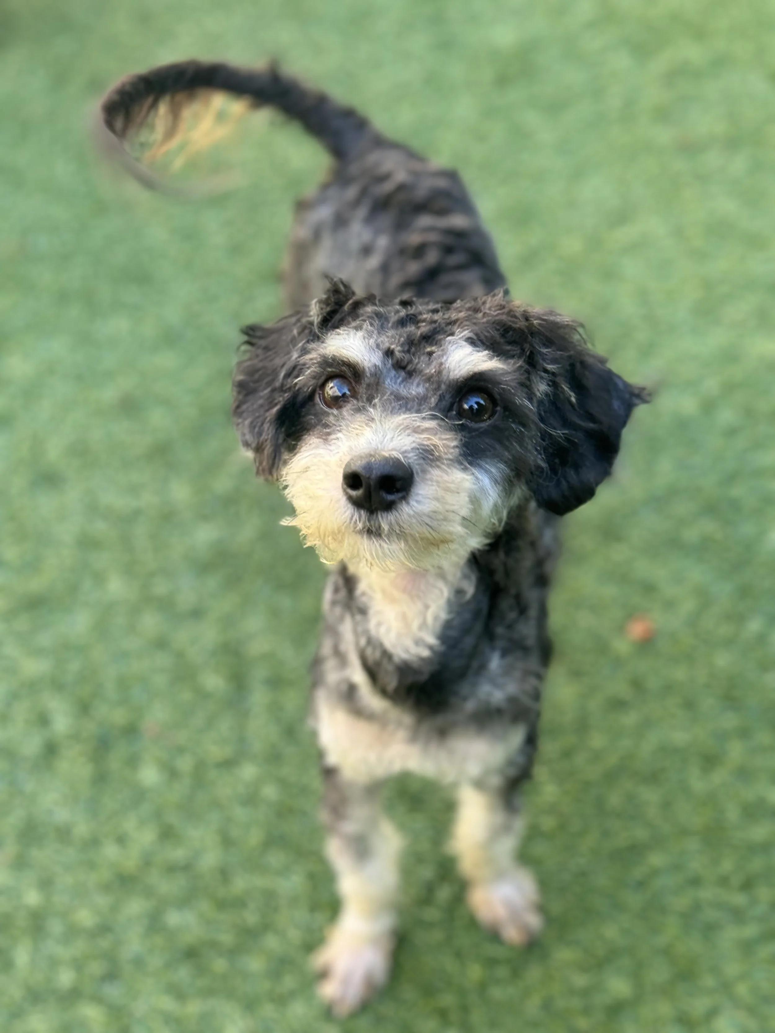 TWIGGY, Adoptable, Adult Female Poodle.