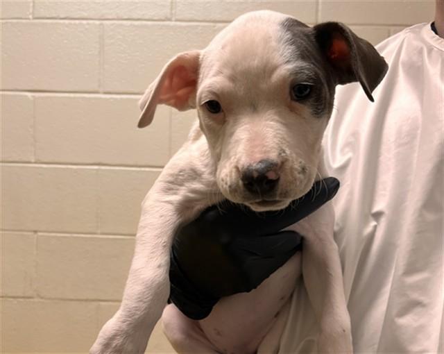 LAINEY WILSON, Adoptable, Puppy Female Pit Bull Terrier & Foxhound.