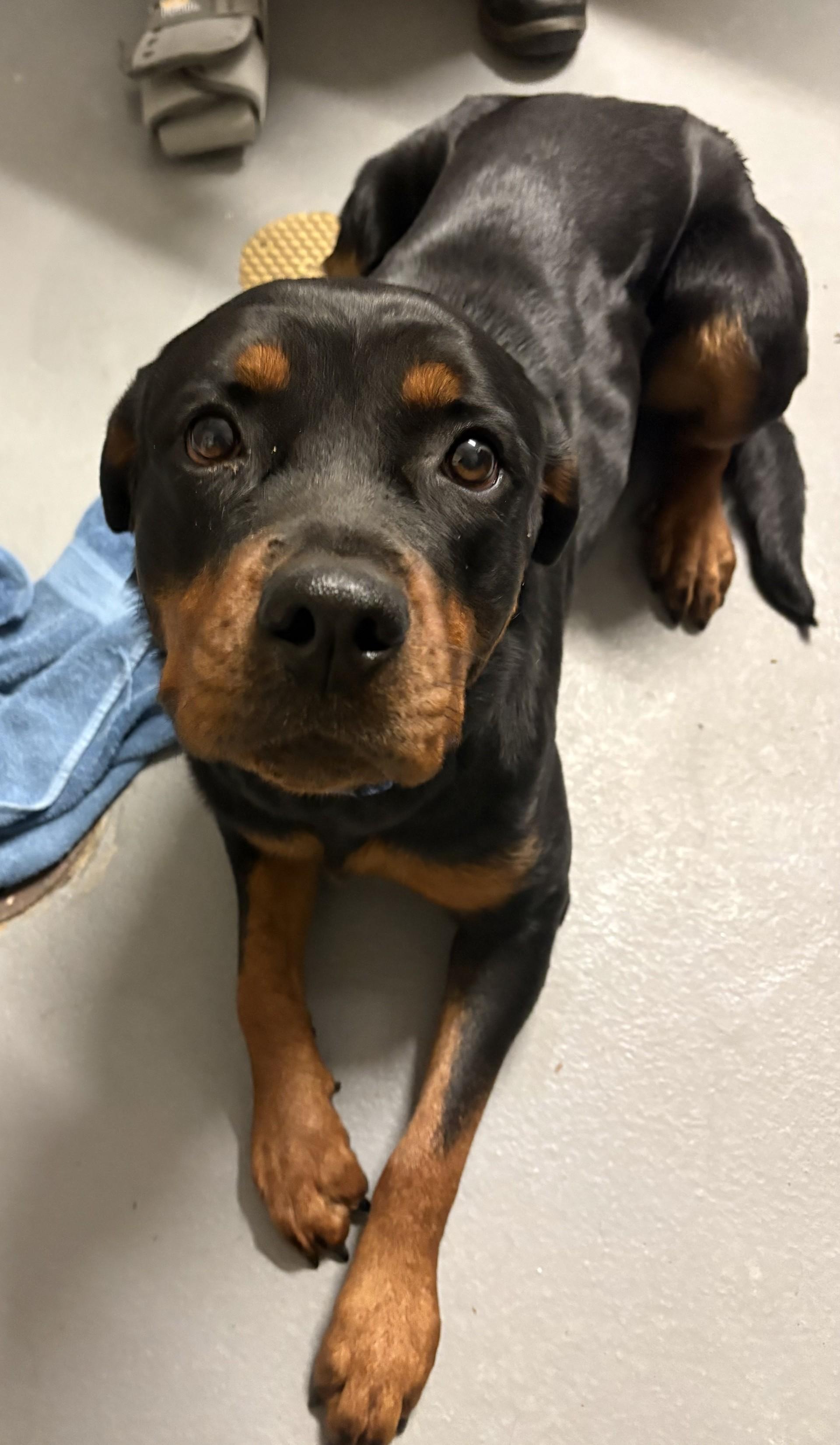 Juno, an adopted Rottweiler in Ashland, VA image 1/3