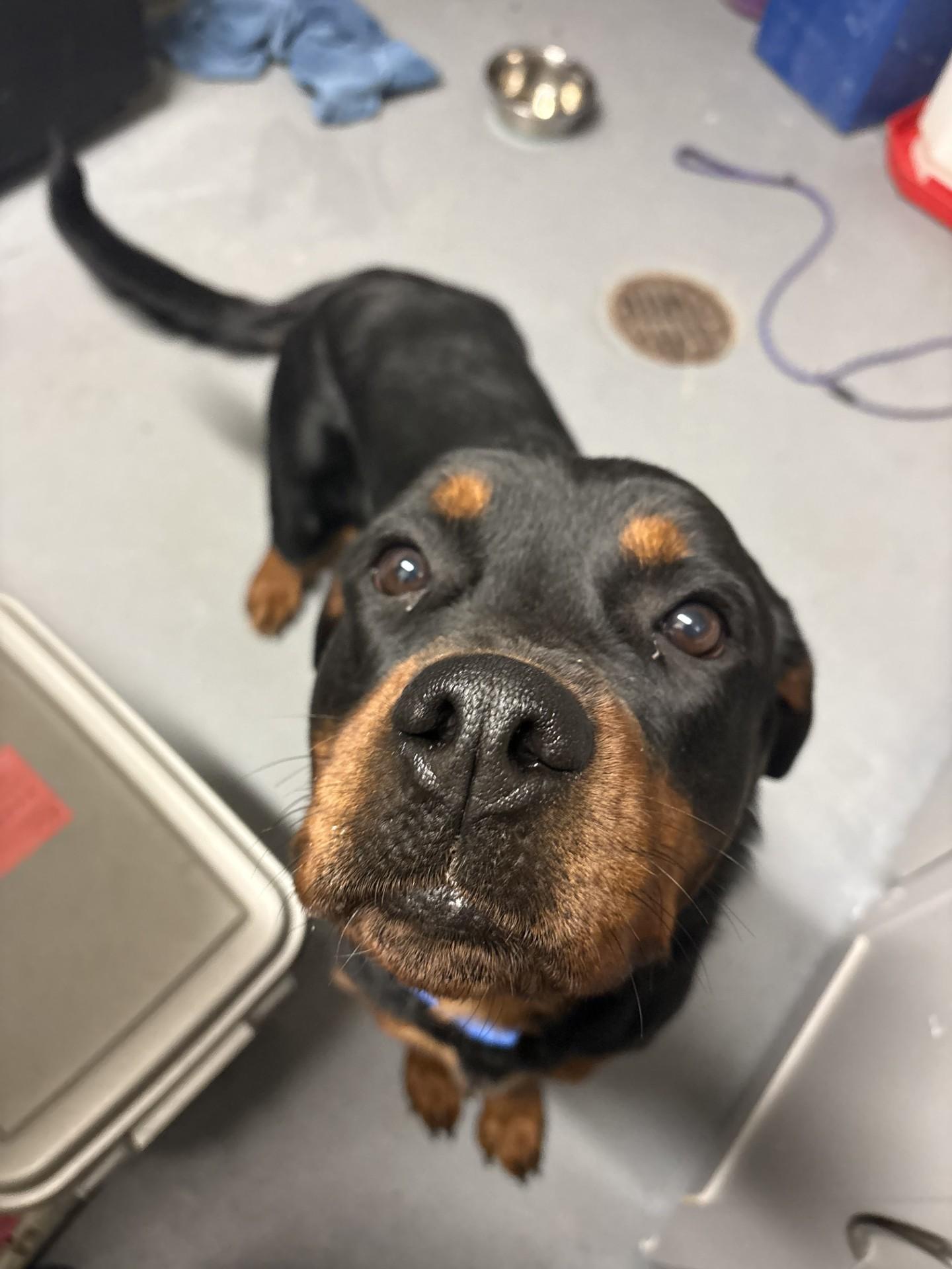 Juno, an adopted Rottweiler in Ashland, VA image 2/3