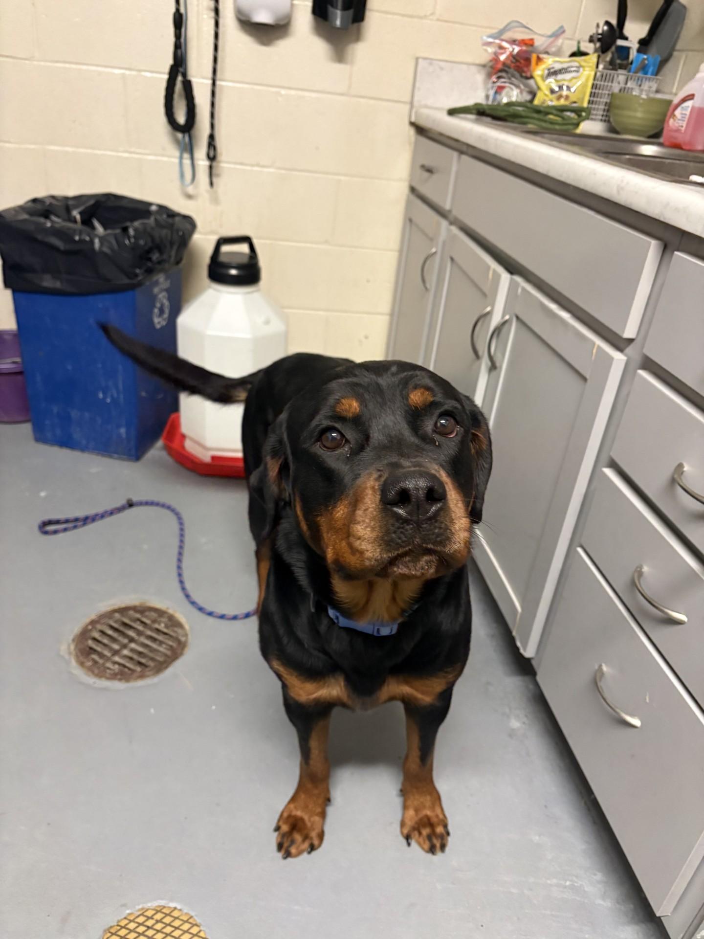 Juno, an adopted Rottweiler in Ashland, VA image 3/3
