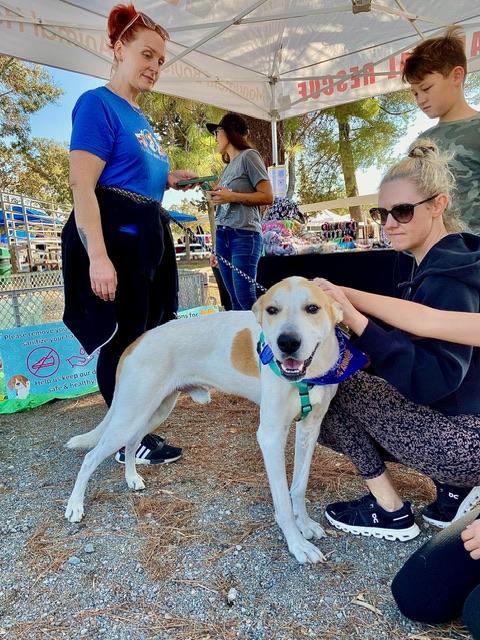 Bentley, an adoptable mixed breed in clayton , CA image 5/5