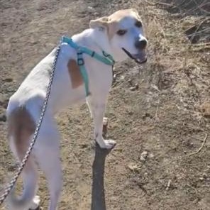 Bentley, an adoptable mixed breed in clayton , CA image 3/5