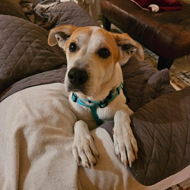 Bentley, an adoptable mixed breed in clayton , CA image 4/5