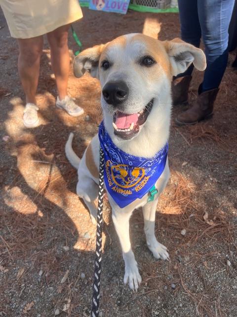 Bentley, an adoptable mixed breed in clayton , CA image 1/5