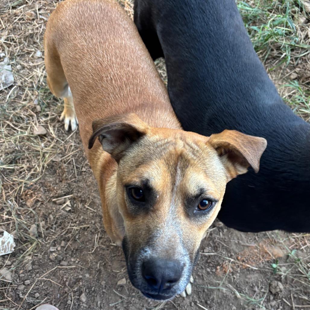Mr. Tiny, Adoptable, Young Male Mixed Breed.