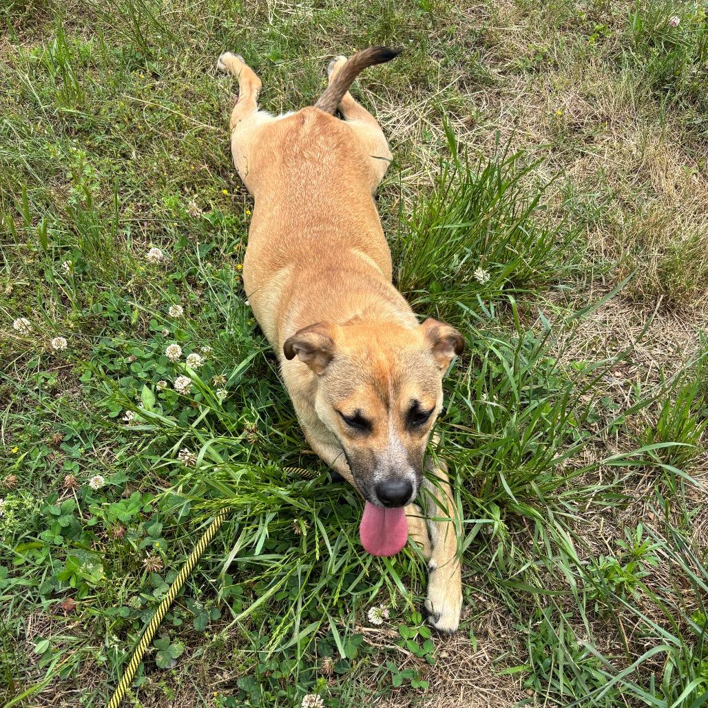 Mr. Tiny, a Adoptable Mixed Breed in Parrish, AL image 2/6