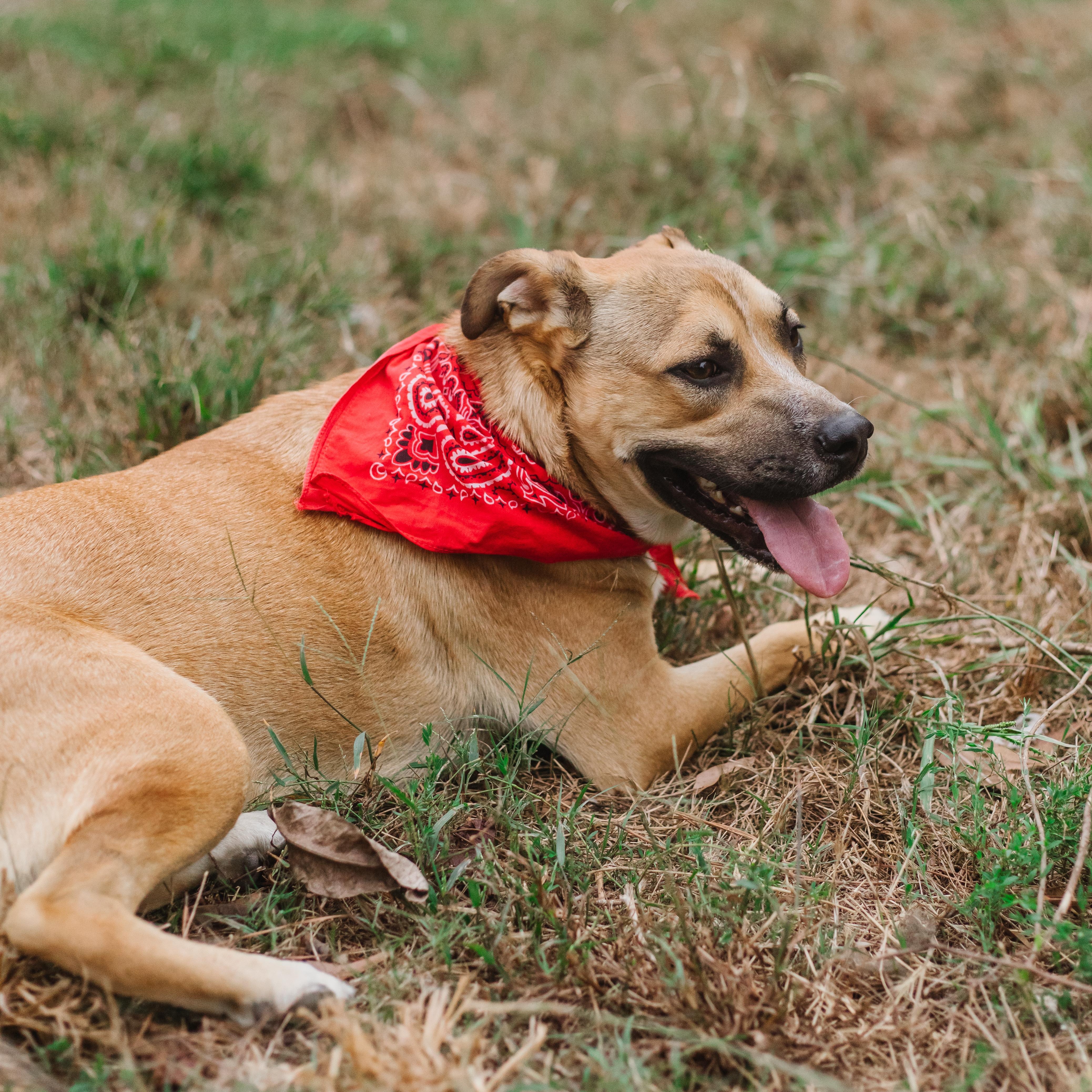 Enlarge Mr. Tiny, a Adoptable Mixed Breed in Parrish, AL image 2/6
