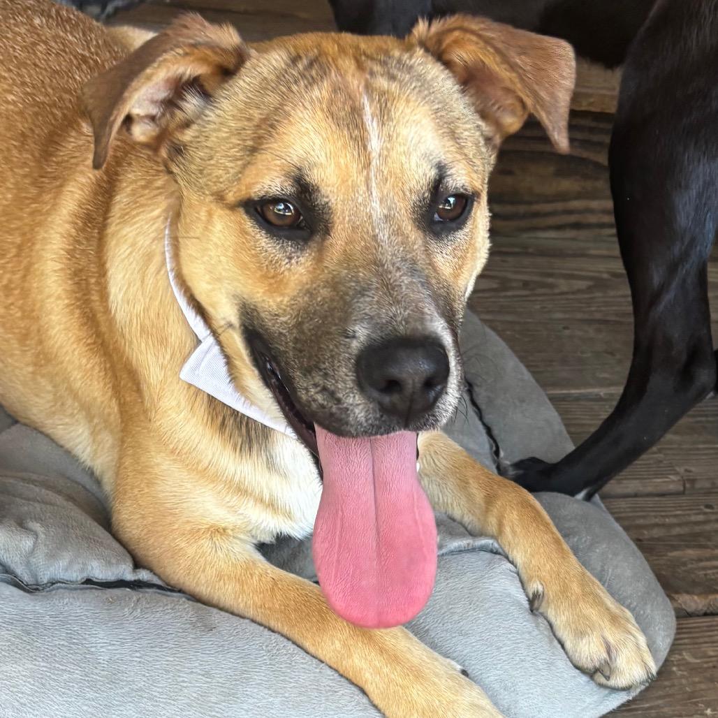 Enlarge Mr. Tiny, a Adoptable Mixed Breed in Parrish, AL image 2/6