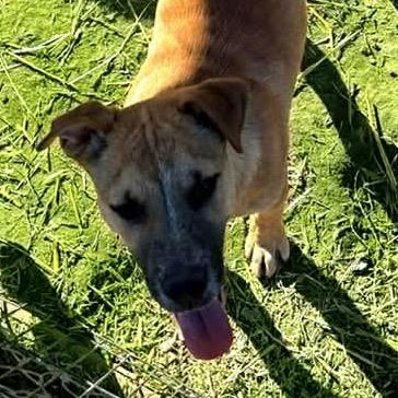 Enlarge Mr. Tiny, a Adoptable Mixed Breed in Parrish, AL image 2/5