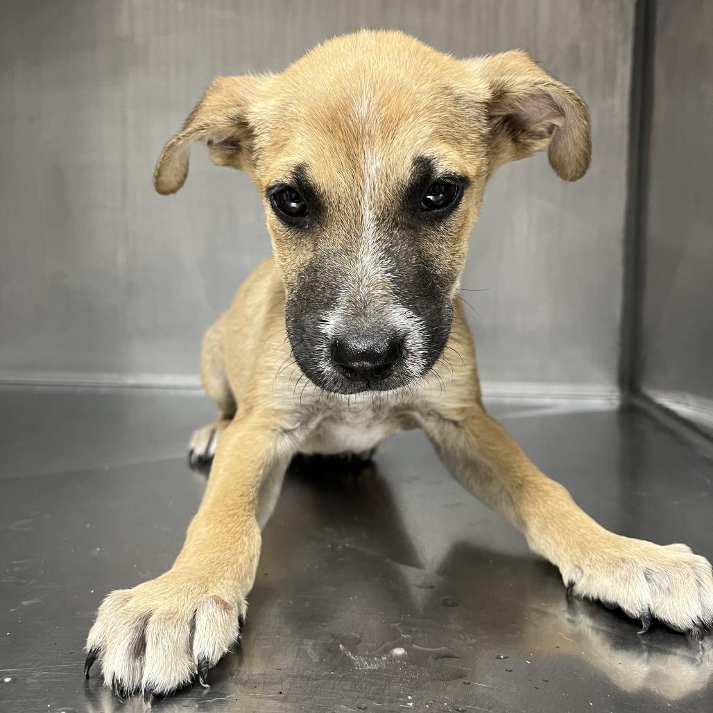 Mr. Tiny, a Adoptable Mixed Breed in Parrish, AL image 1/2