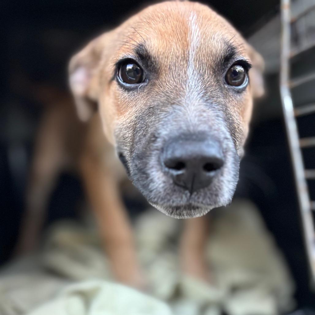 Mr. Tiny, a Adoptable Mixed Breed in Parrish, AL image 2/2