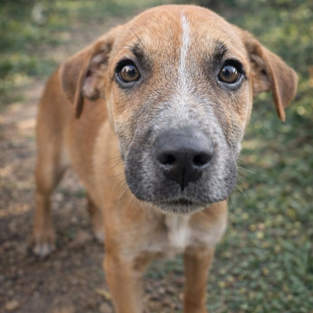 Enlarge Mr. Tiny, a Adoptable Mixed Breed in Parrish, AL image 5/5