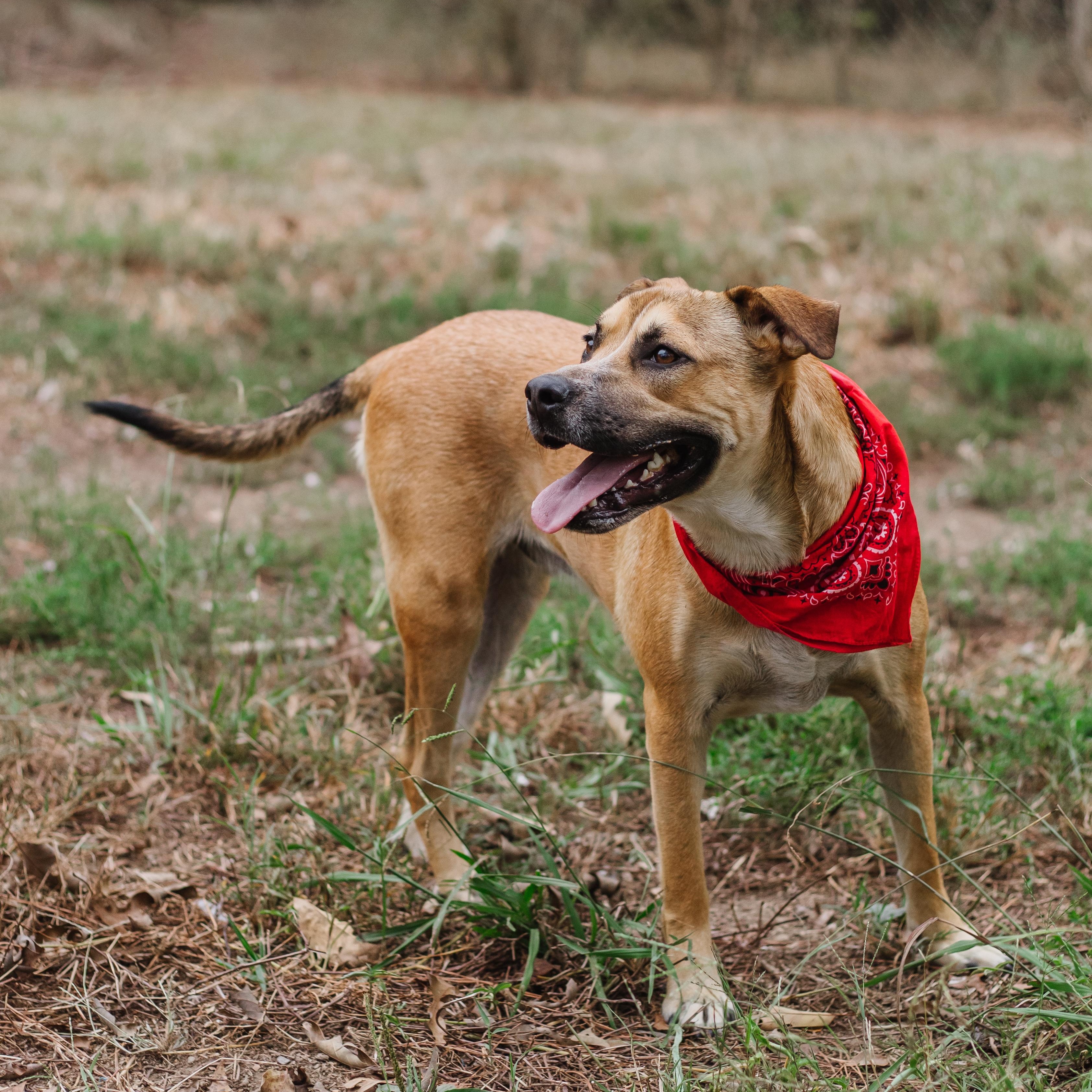 Mr. Tiny, Adoptable, Young Male Mixed Breed.