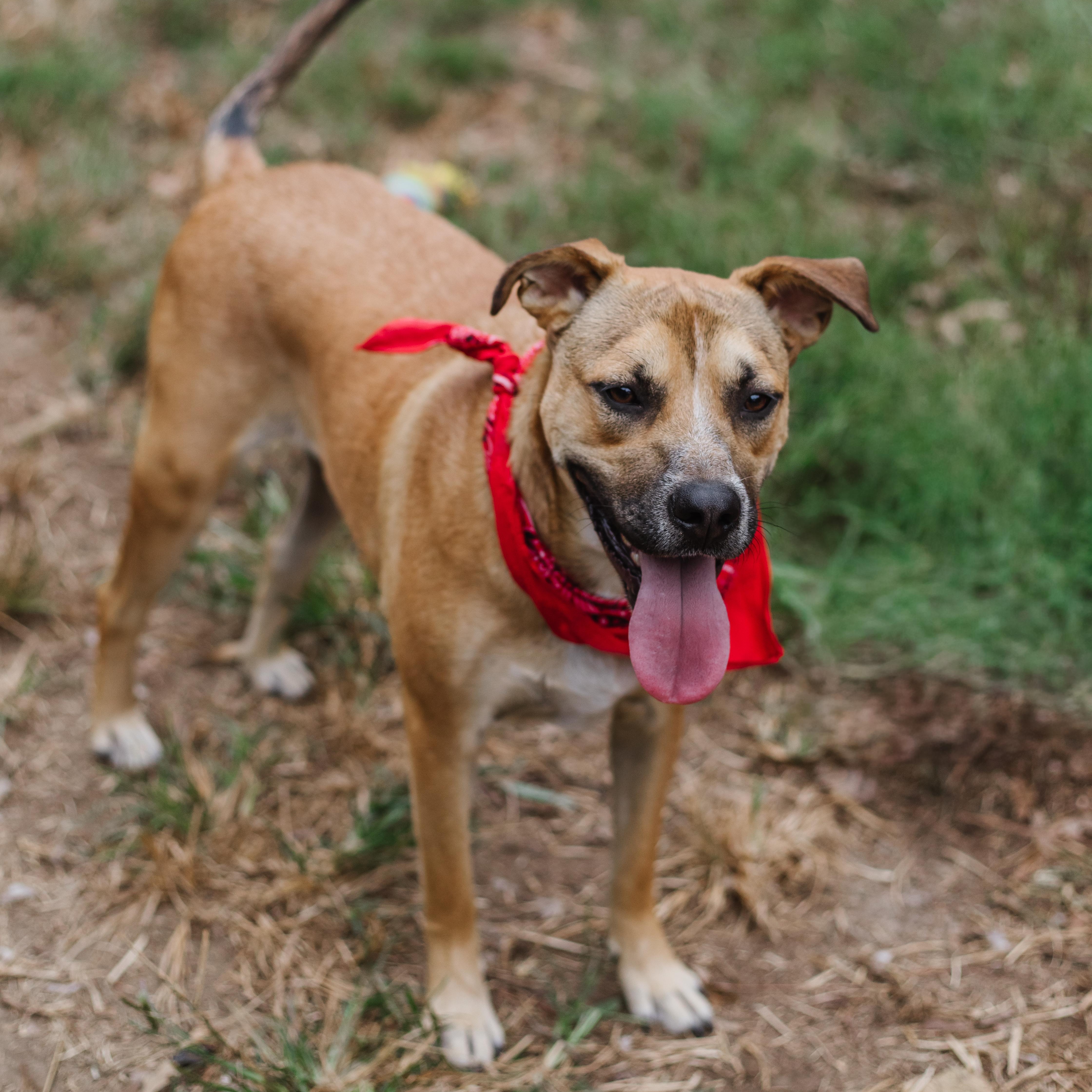 Enlarge Mr. Tiny, a Adoptable Mixed Breed in Parrish, AL image 3/6