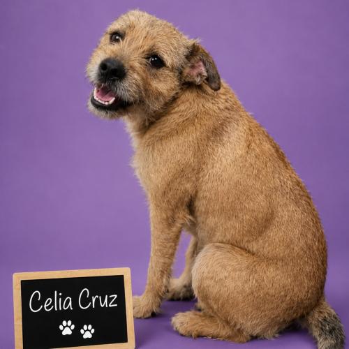Enlarge Celia Cruz, a Adoptable mixed breed in Oakwood, IL image 1/1