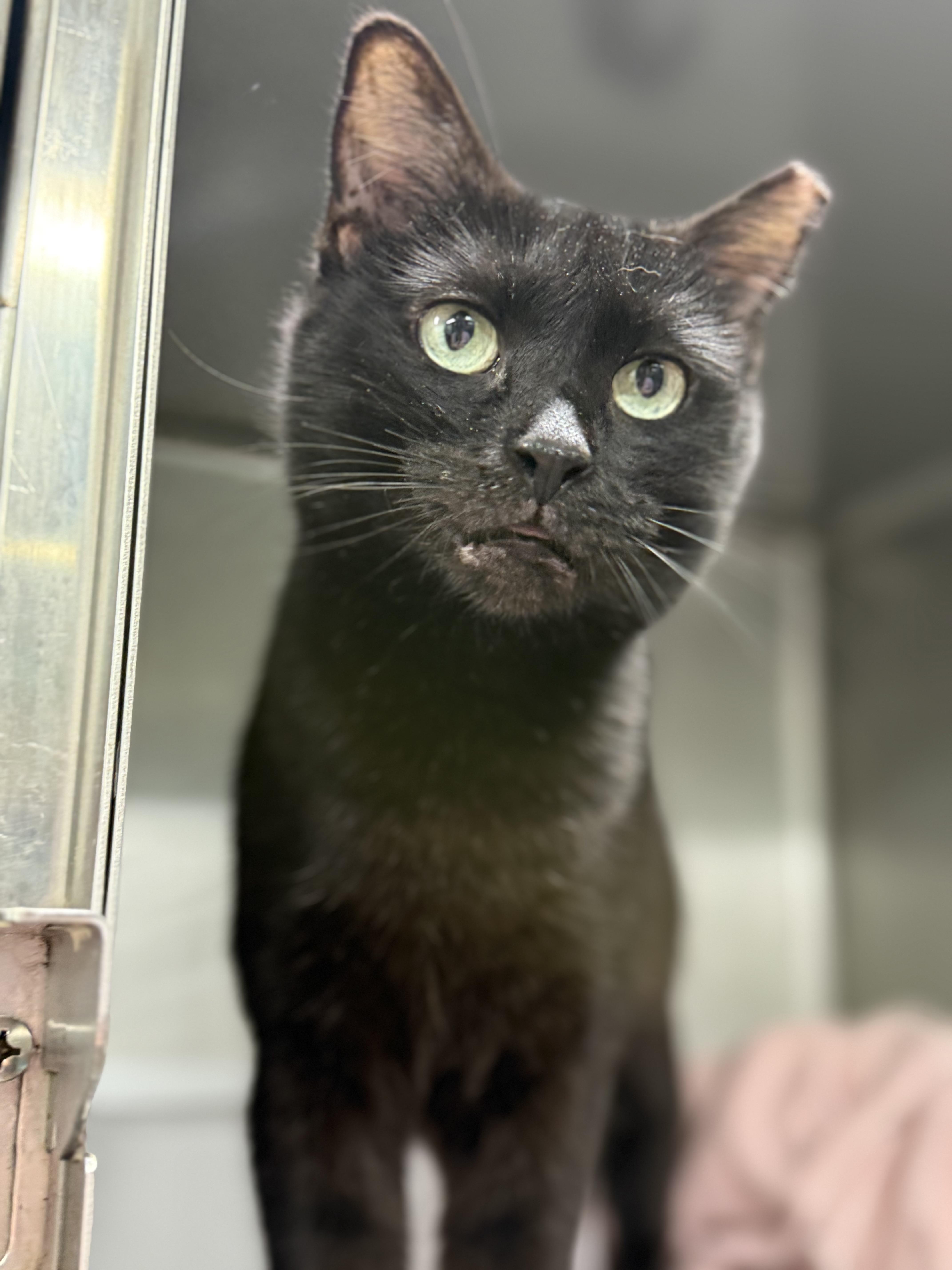 Enlarge Swan, an adopted Domestic Short Hair in Lauderhill, FL image 1/5