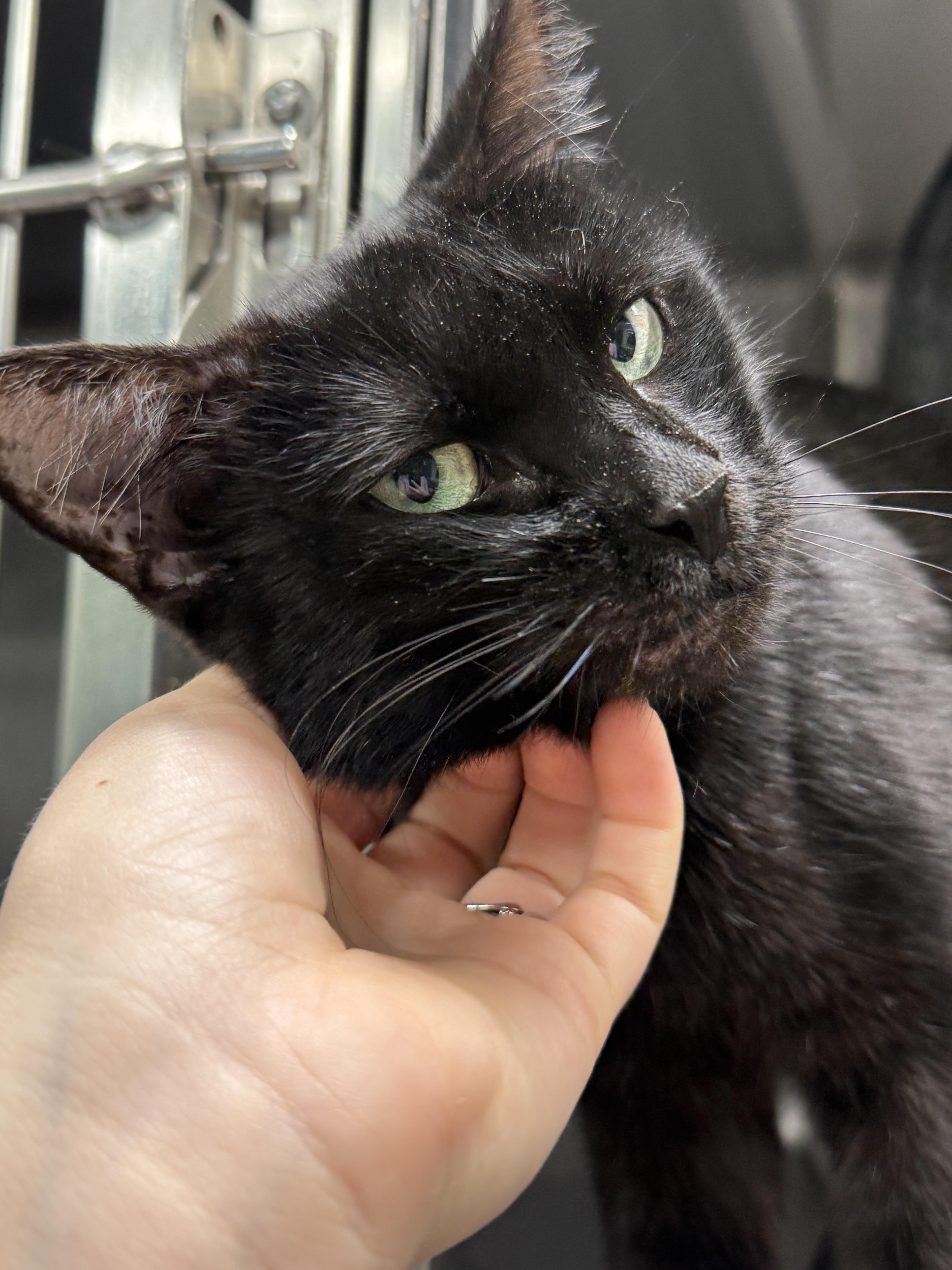 Enlarge Swan, an adopted Domestic Short Hair in Lauderhill, FL image 4/5