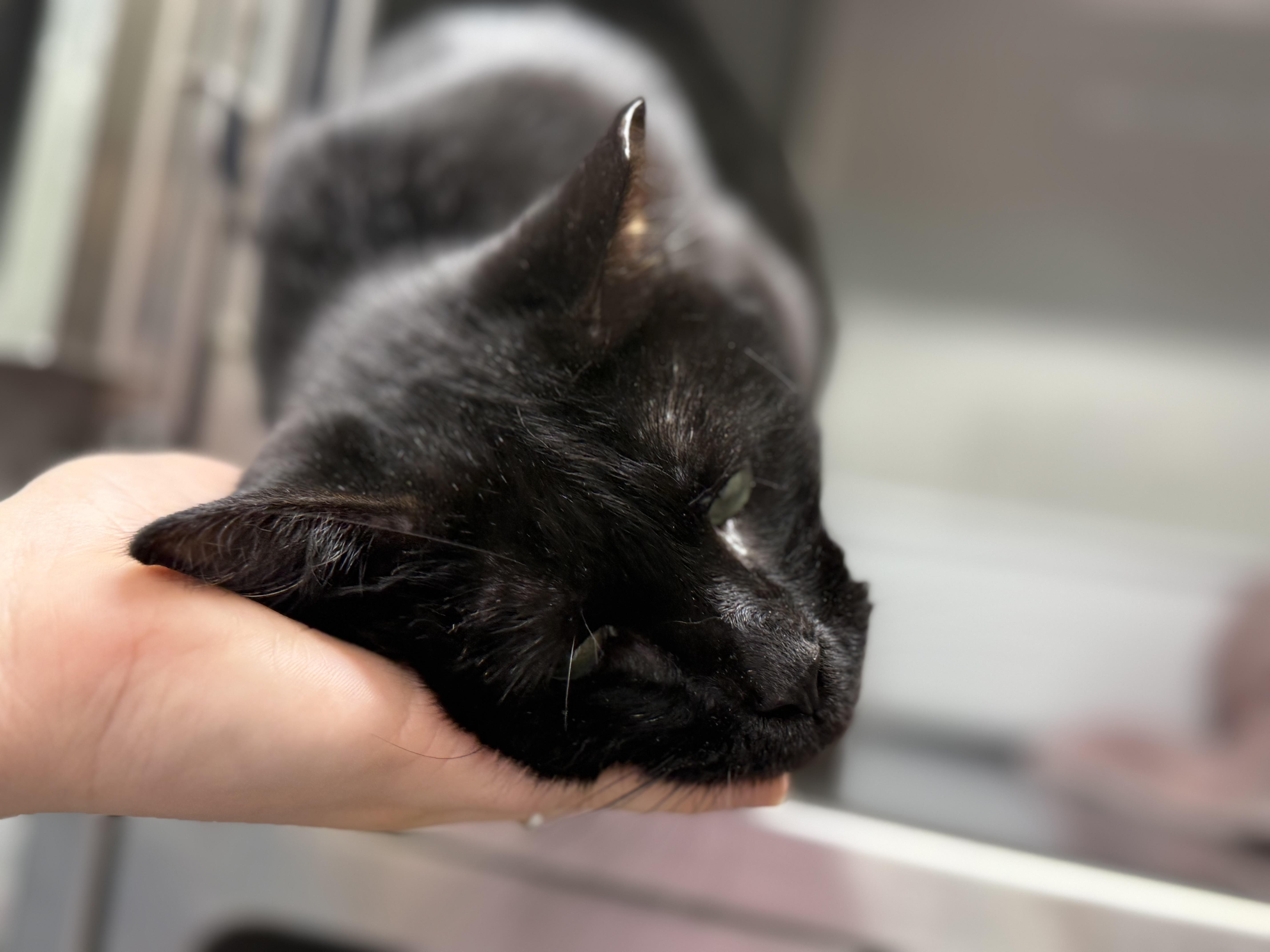 Enlarge Swan, an adopted Domestic Short Hair in Lauderhill, FL image 3/5