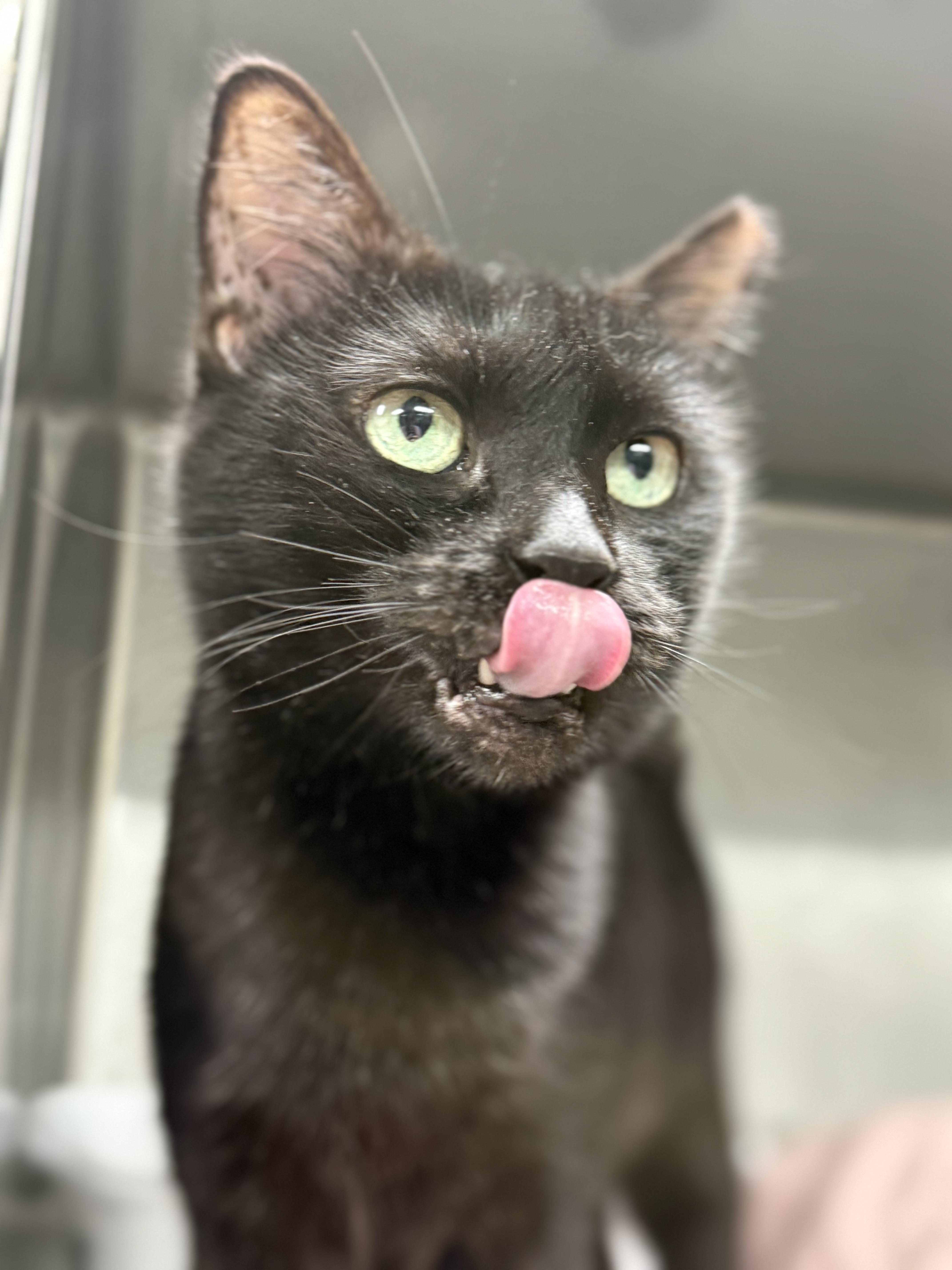 Enlarge Swan, an adopted Domestic Short Hair in Lauderhill, FL image 5/5