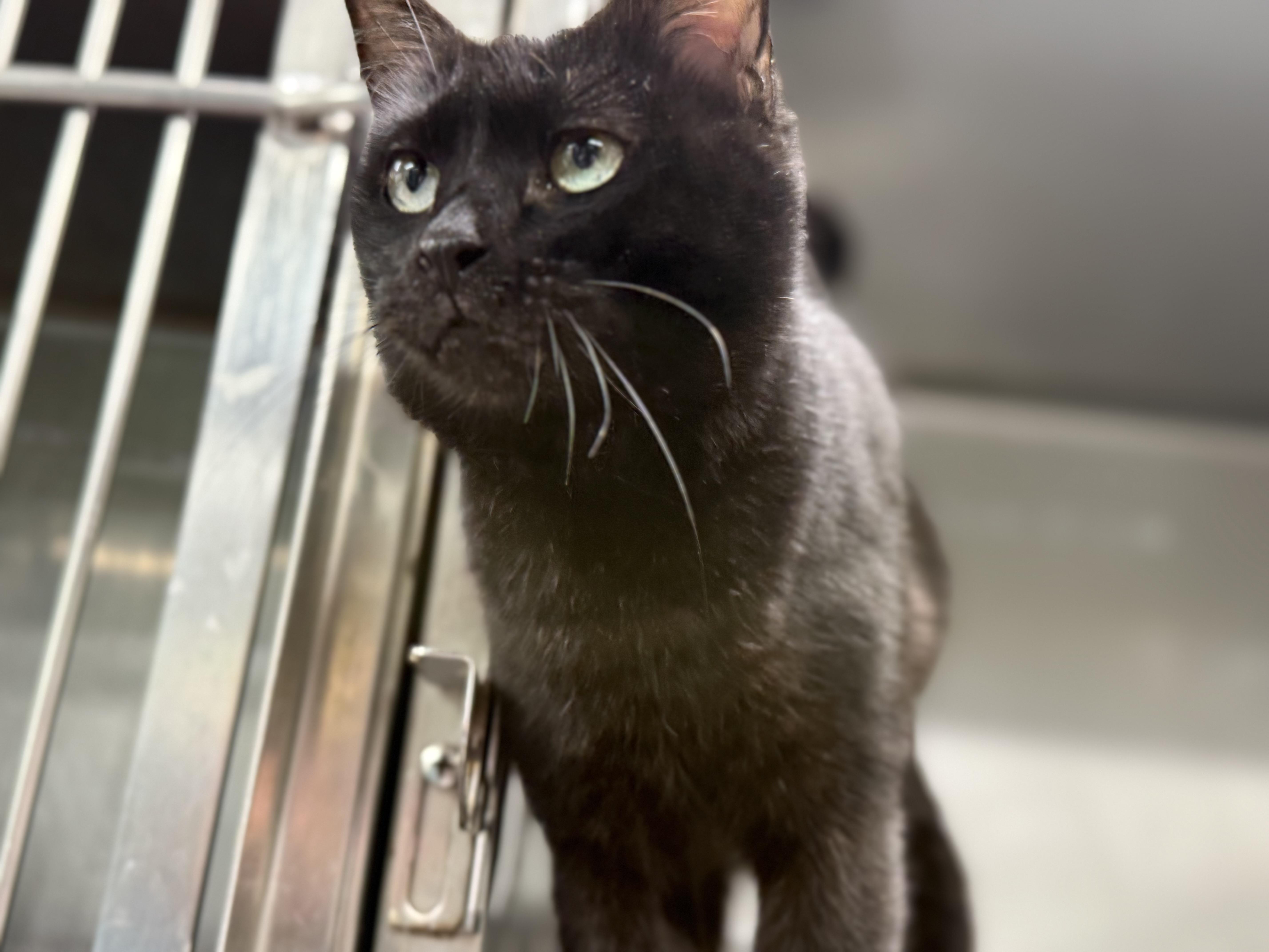 Enlarge Swan, an adopted Domestic Short Hair in Lauderhill, FL image 2/5