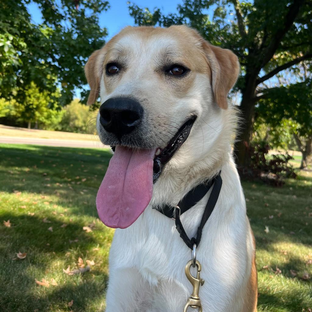 Enlarge Happy, a Adoptable mixed breed in Springboro, OH image 1/6