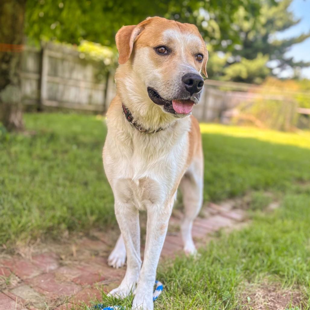 Enlarge Happy, a Adoptable mixed breed in Springboro, OH image 5/6