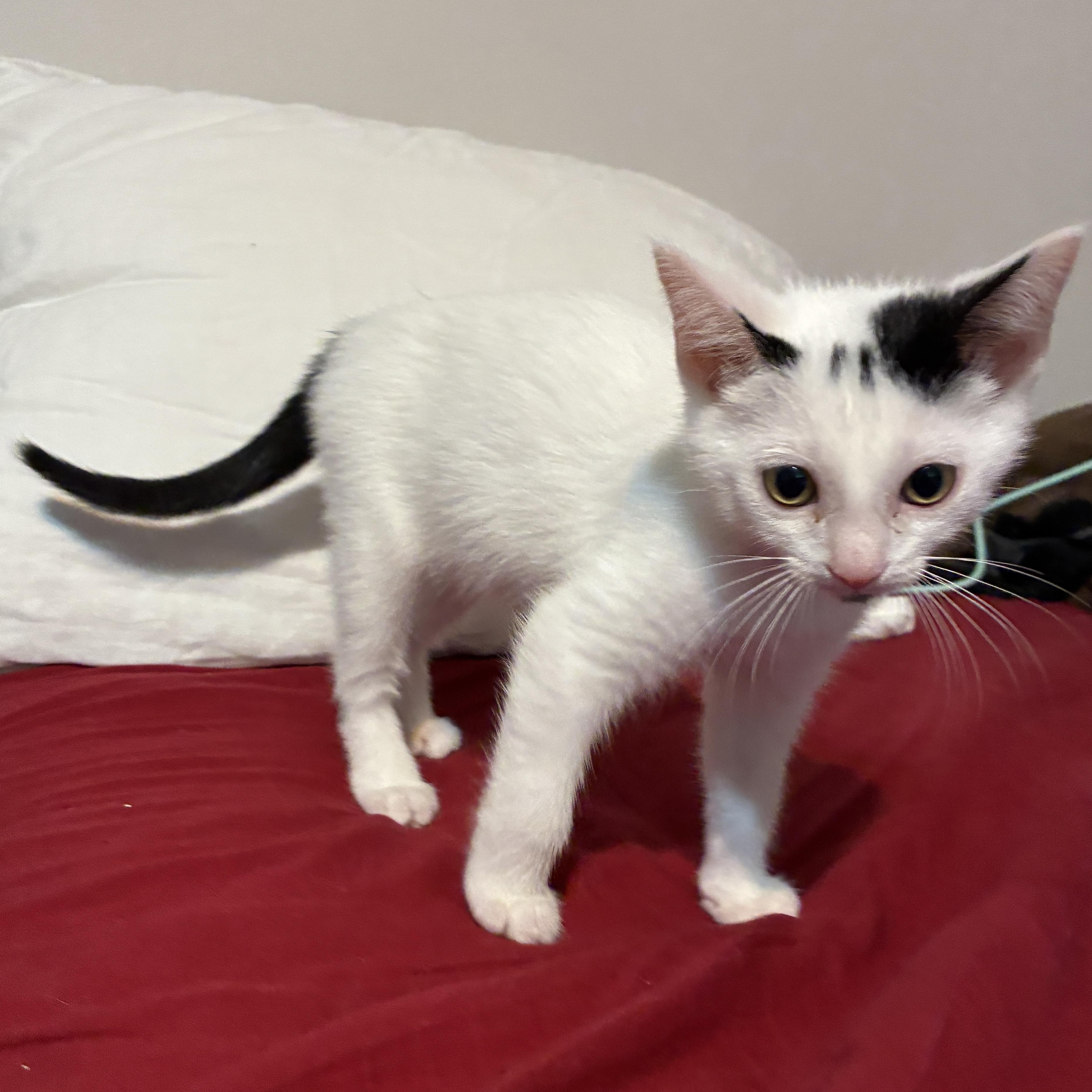 Enlarge Sparky, an adopted Domestic Short Hair in Ottawa, ON image 5/6