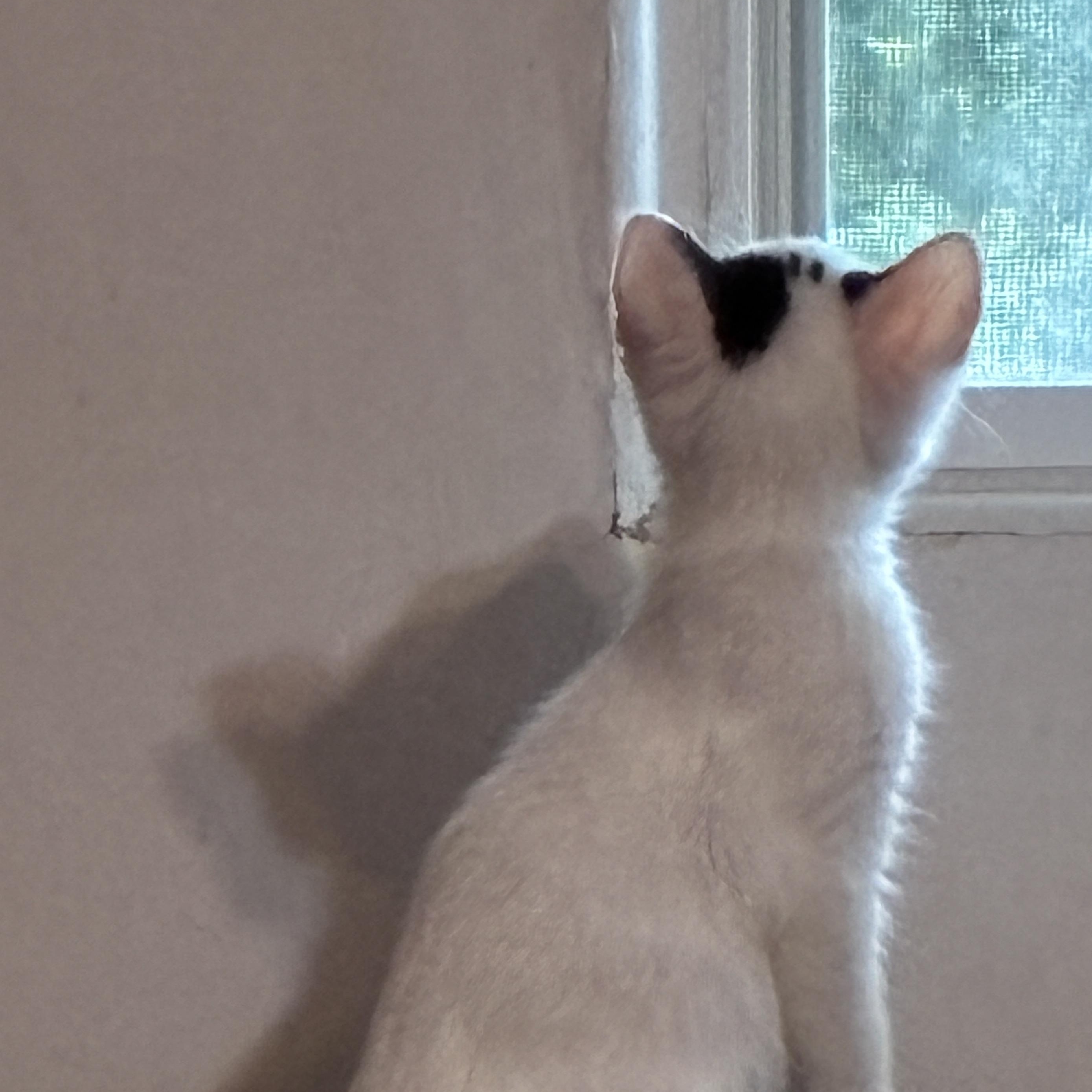 Enlarge Sparky, an adopted Domestic Short Hair in Ottawa, ON image 3/6