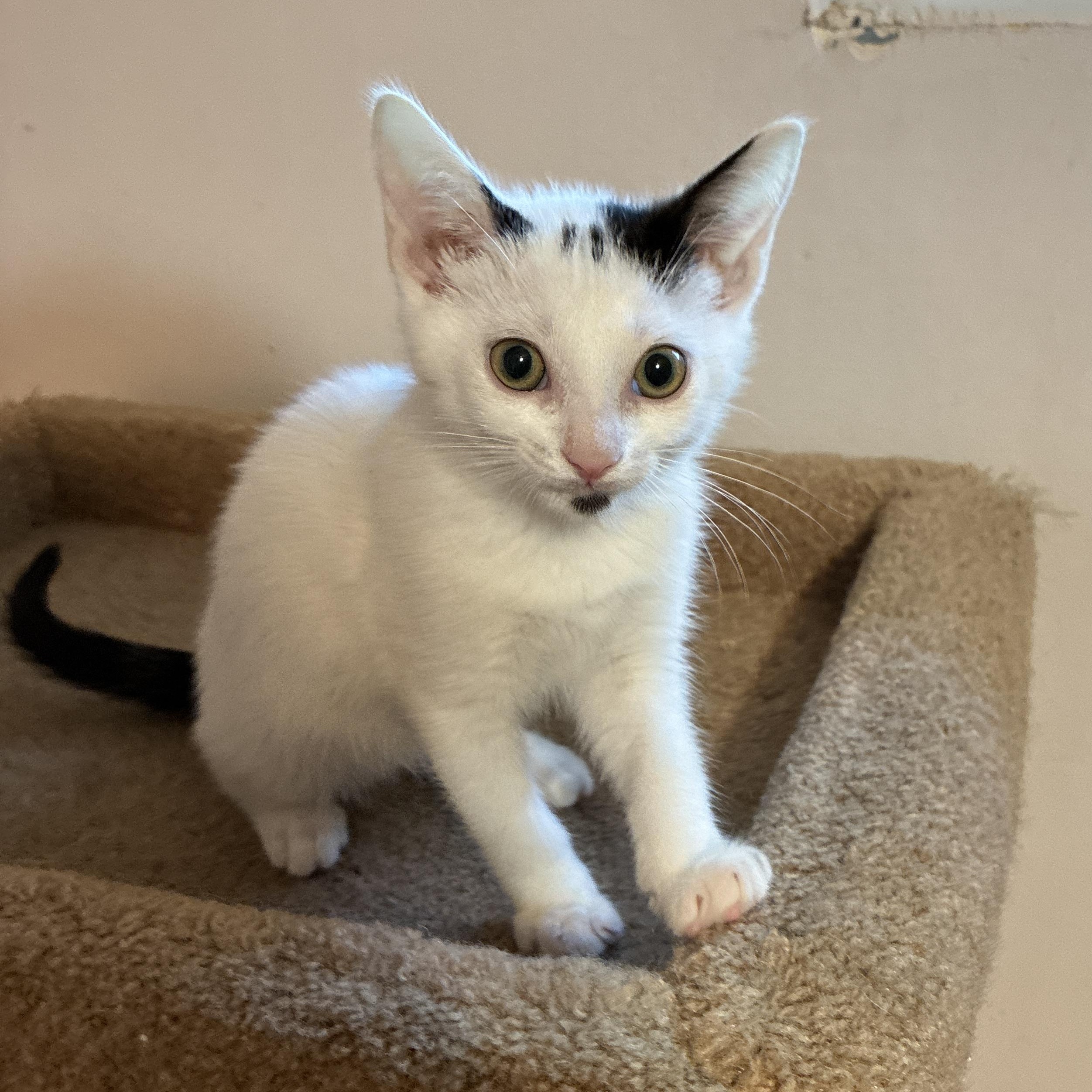 Sparky, adopted, Kitten Male Domestic Short Hair.