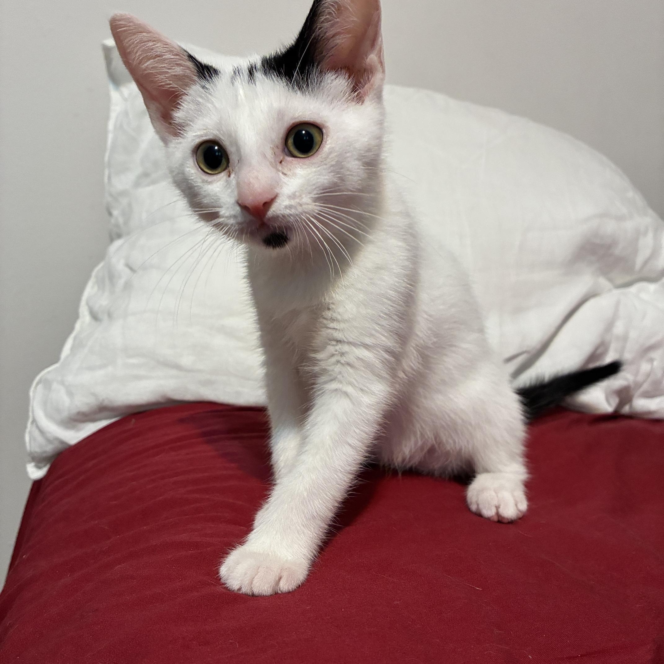 Enlarge Sparky, an adopted Domestic Short Hair in Ottawa, ON image 6/6