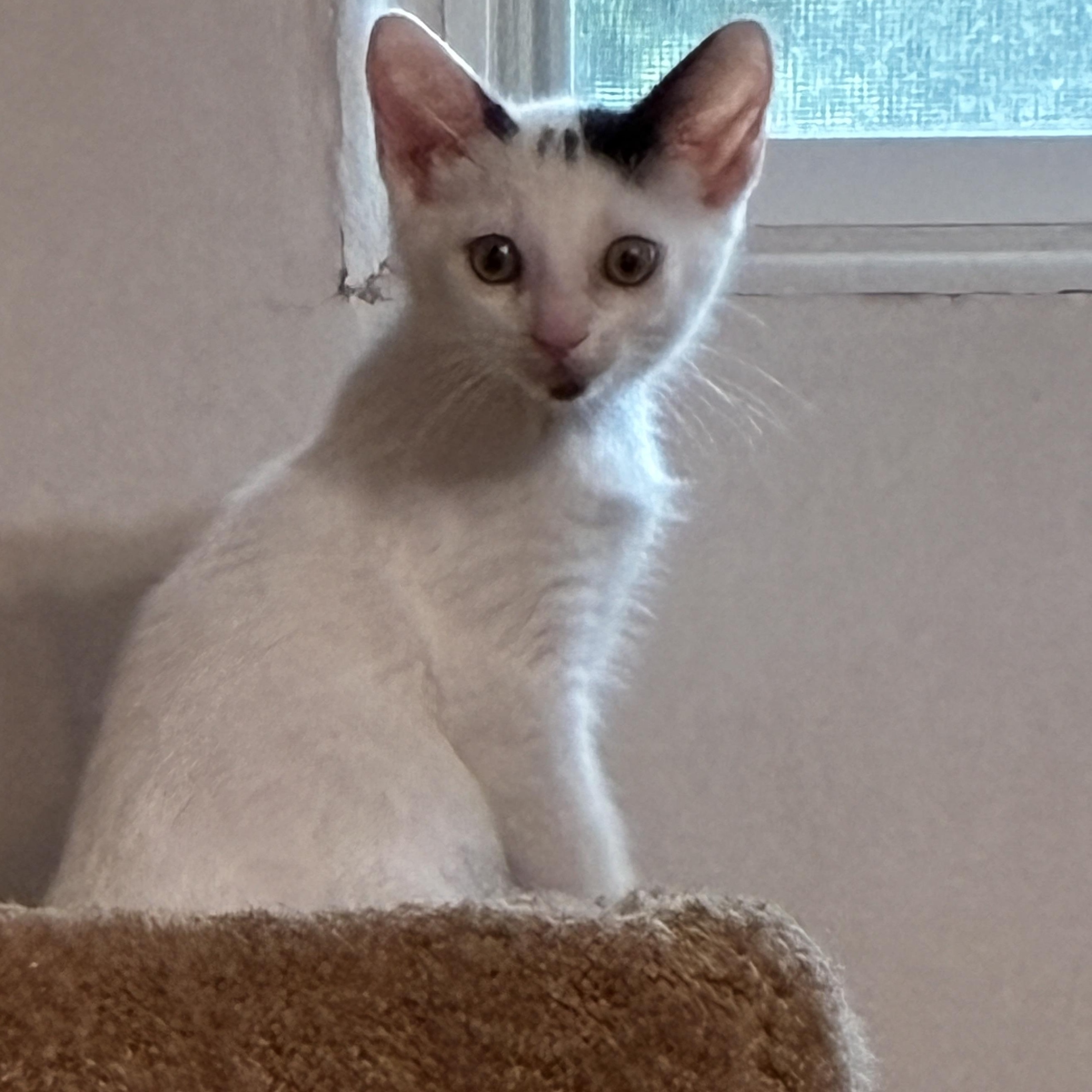 Enlarge Sparky, an adopted Domestic Short Hair in Ottawa, ON image 4/6