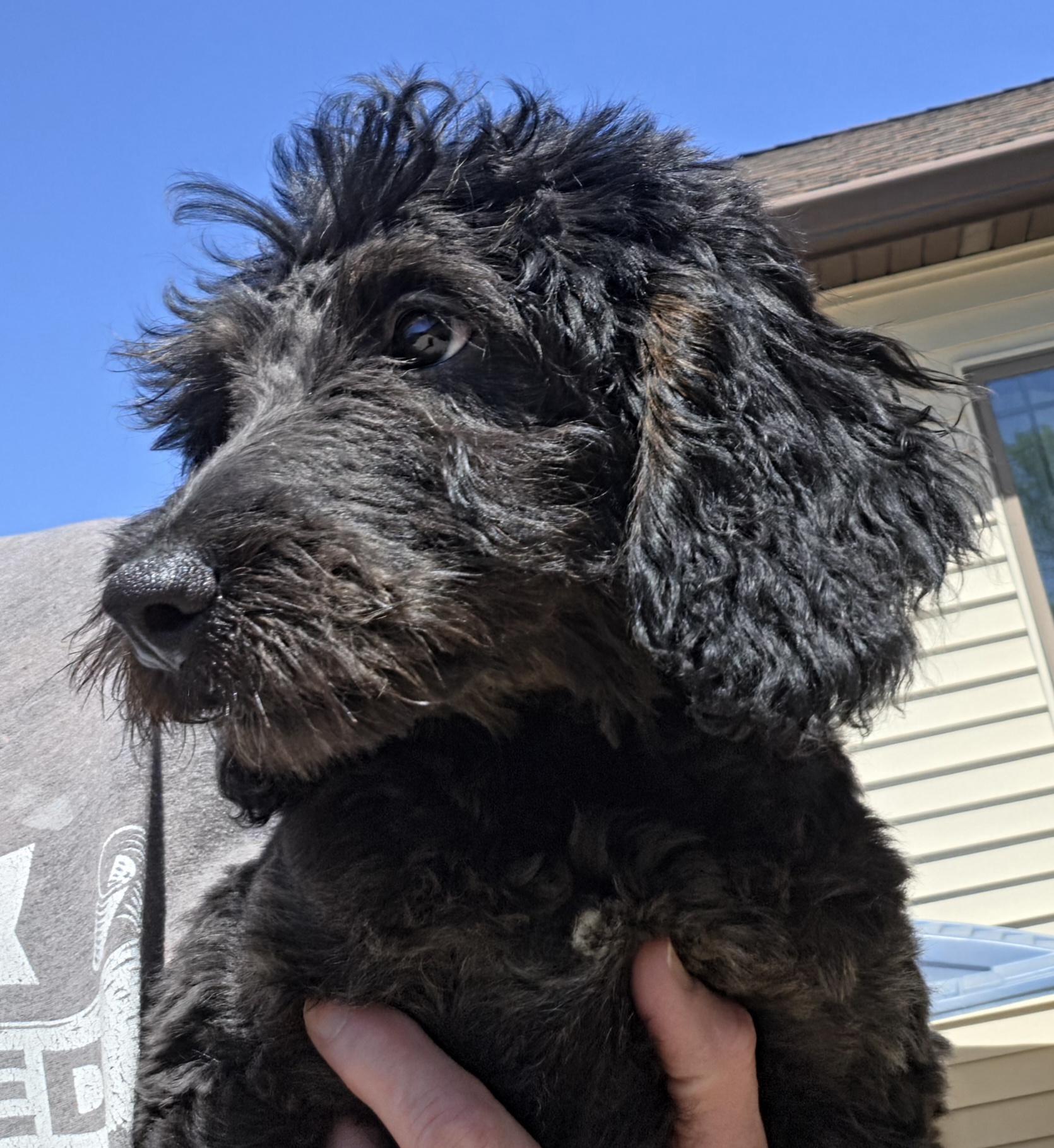 Traill, ADOPTABLE, Puppy Male Miniature Poodle.