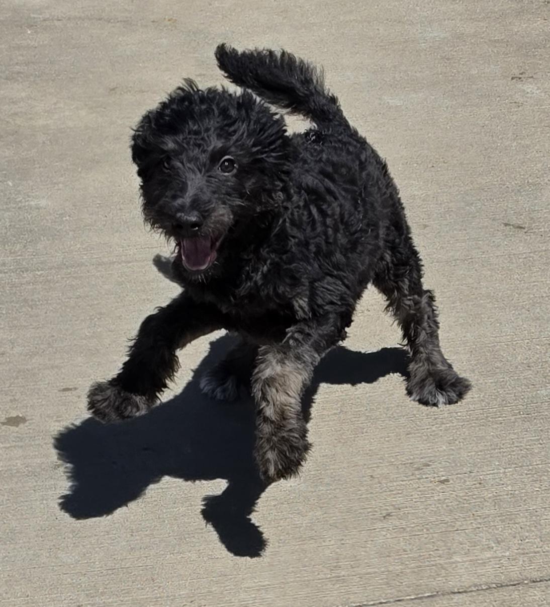 Enlarge Traill, a ADOPTABLE mixed breed in Terre Haute, IN image 3/3
