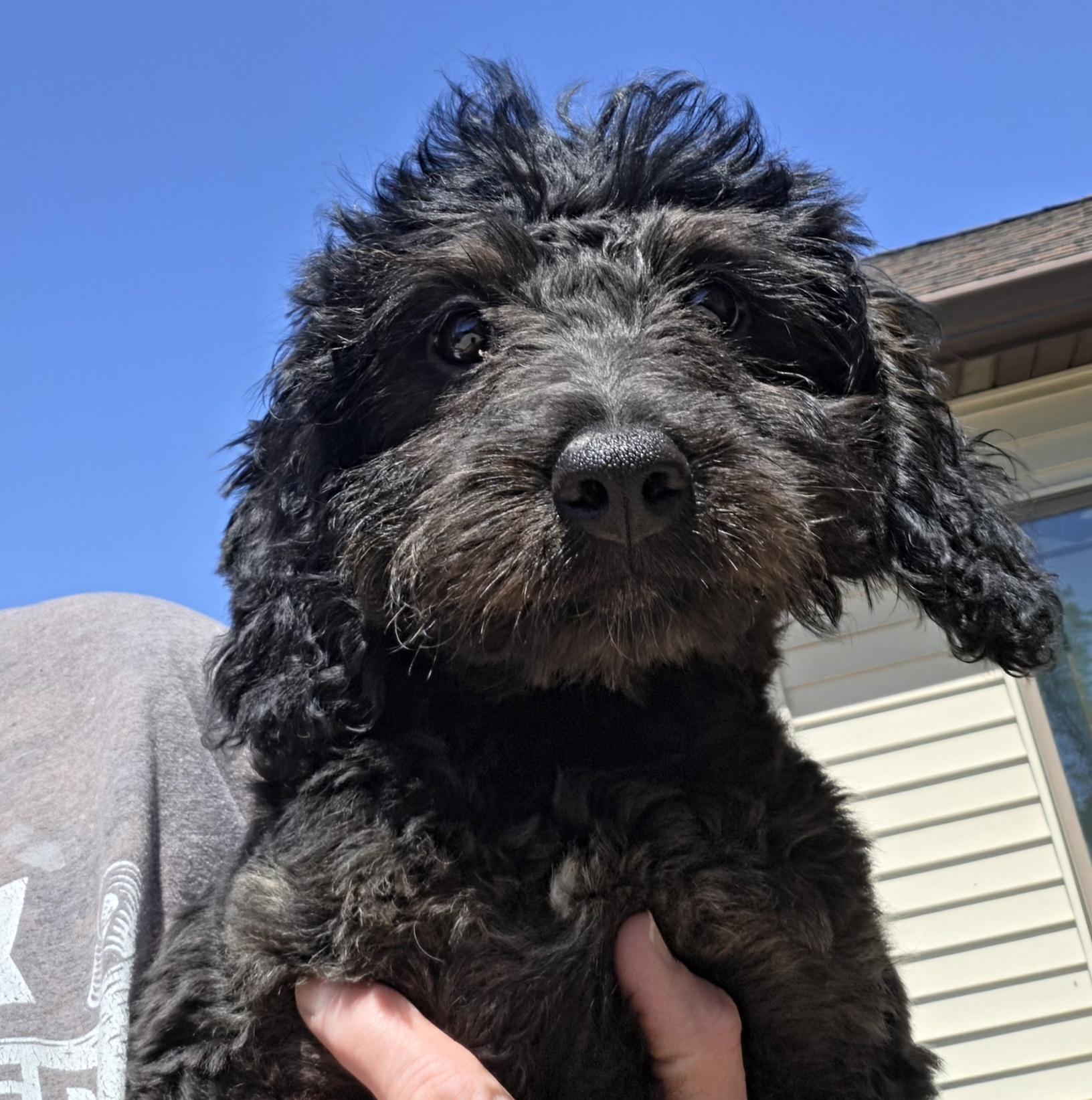 Enlarge Traill, a ADOPTABLE mixed breed in Terre Haute, IN image 2/3